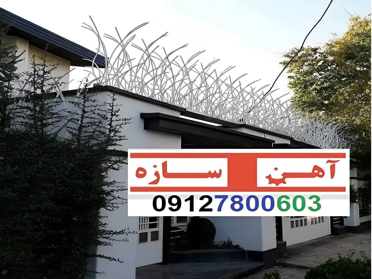 نرده حفاظ دیوار ساختمان شاخ گوزنی بوته ای لیلیوم