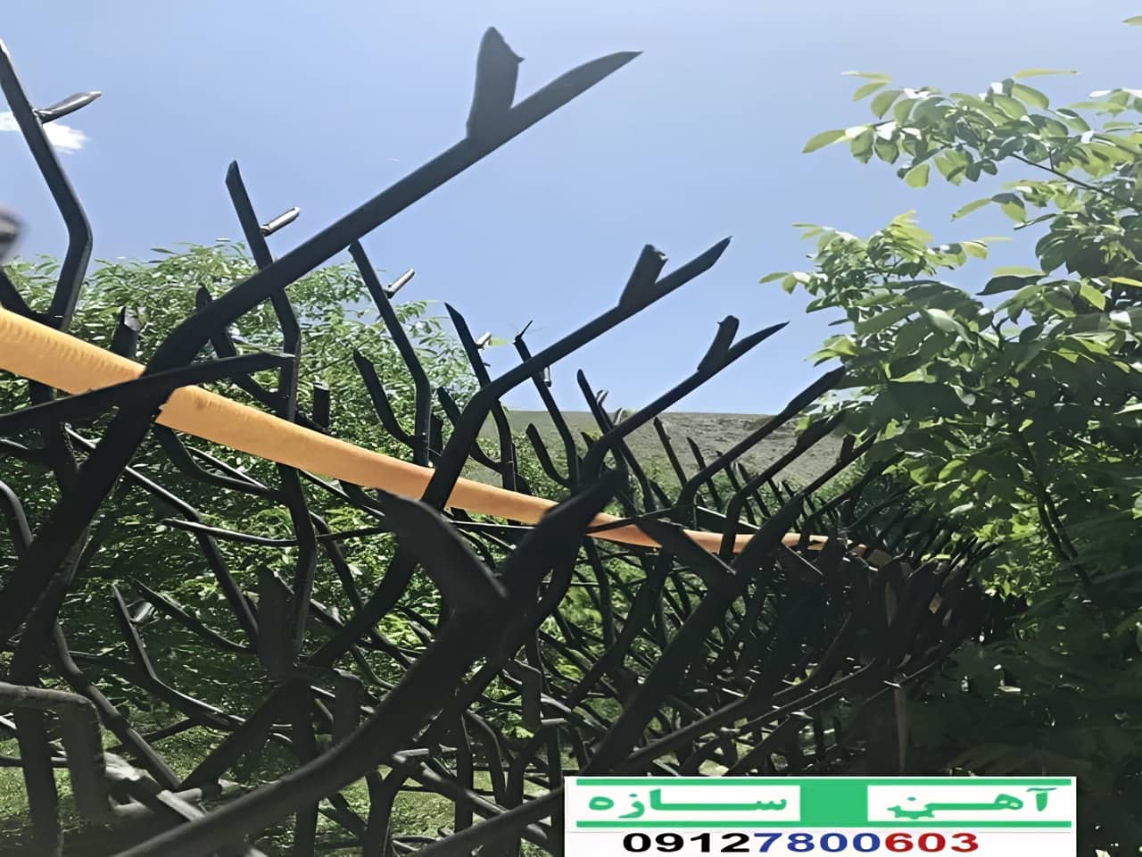 قیمت خرید حفاظ شاخ گوزنی حفاظ بوته ای خار حفاظ لیلیوم