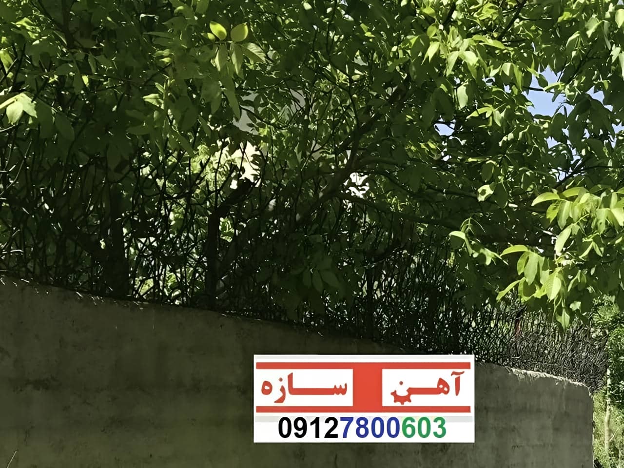 قیمت خرید حفاظ شاخ گوزنی حفاظ بوته ای خار حفاظ لیلیوم
