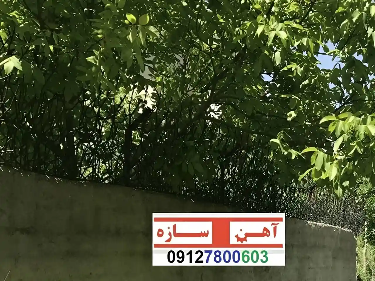 قیمت خرید حفاظ شاخ گوزنی حفاظ بوته ای خار حفاظ لیلیوم