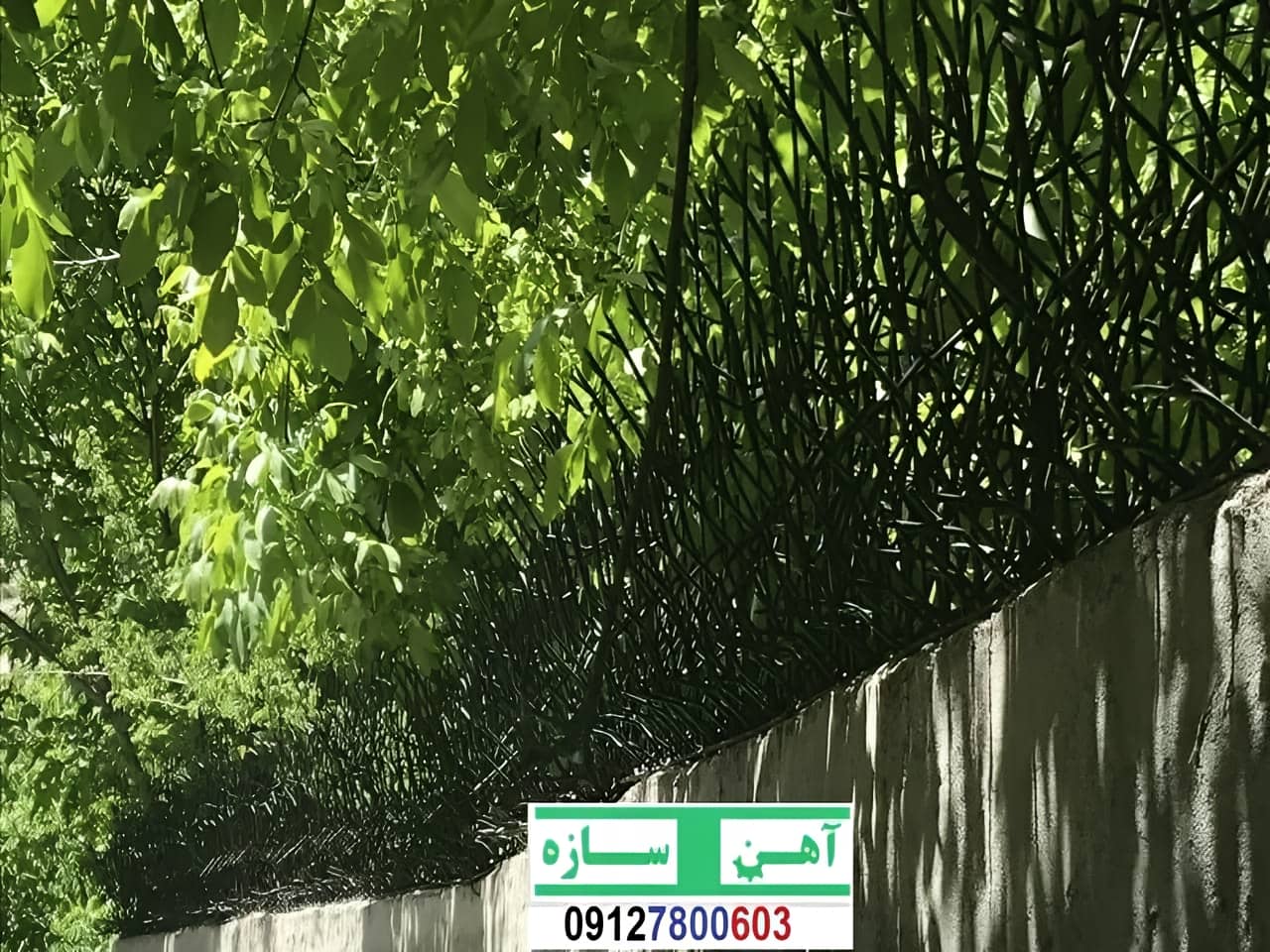 قیمت خرید حفاظ شاخ گوزنی حفاظ بوته ای خار حفاظ لیلیوم