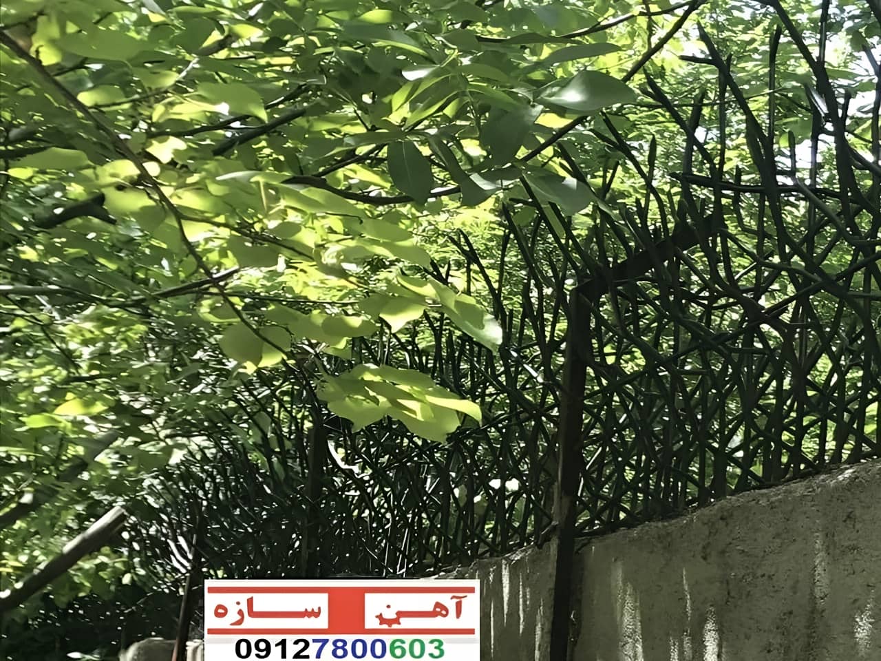 قیمت خرید حفاظ شاخ گوزنی حفاظ بوته ای خار حفاظ لیلیوم