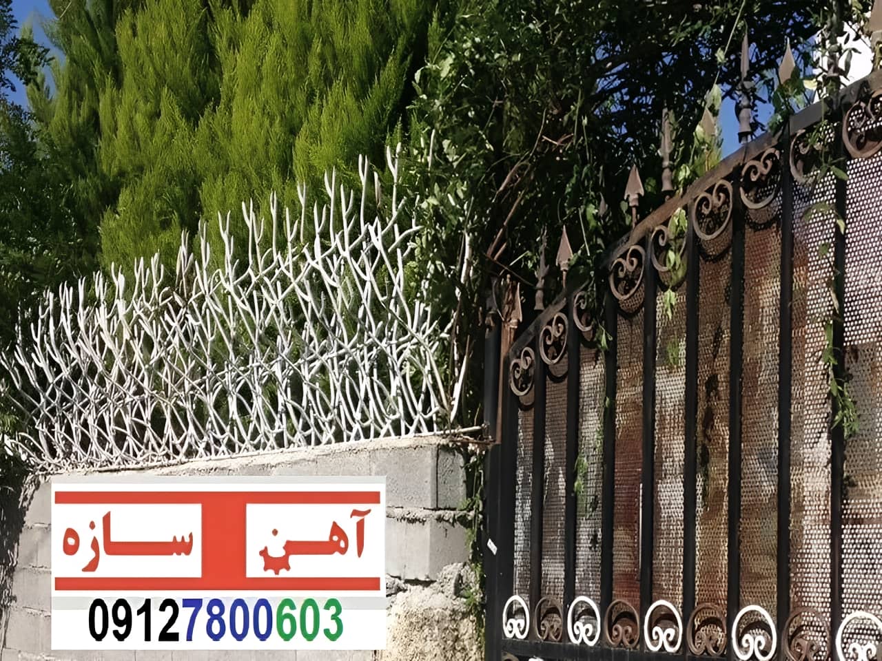 قیمت خرید حفاظ شاخ گوزنی حفاظ بوته ای خار حفاظ لیلیوم