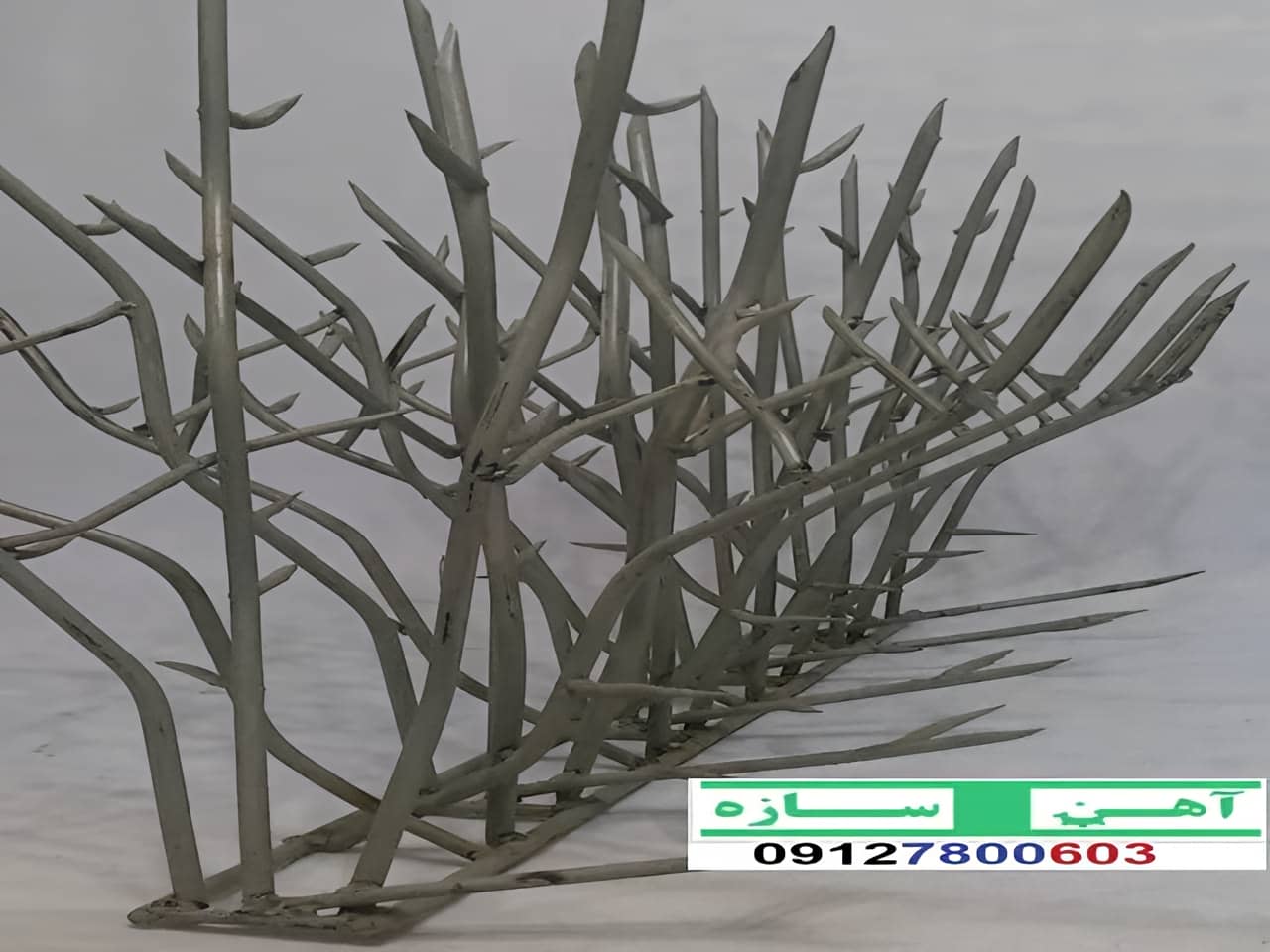قیمت خرید حفاظ شاخ گوزنی حفاظ بوته ای خار حفاظ لیلیوم