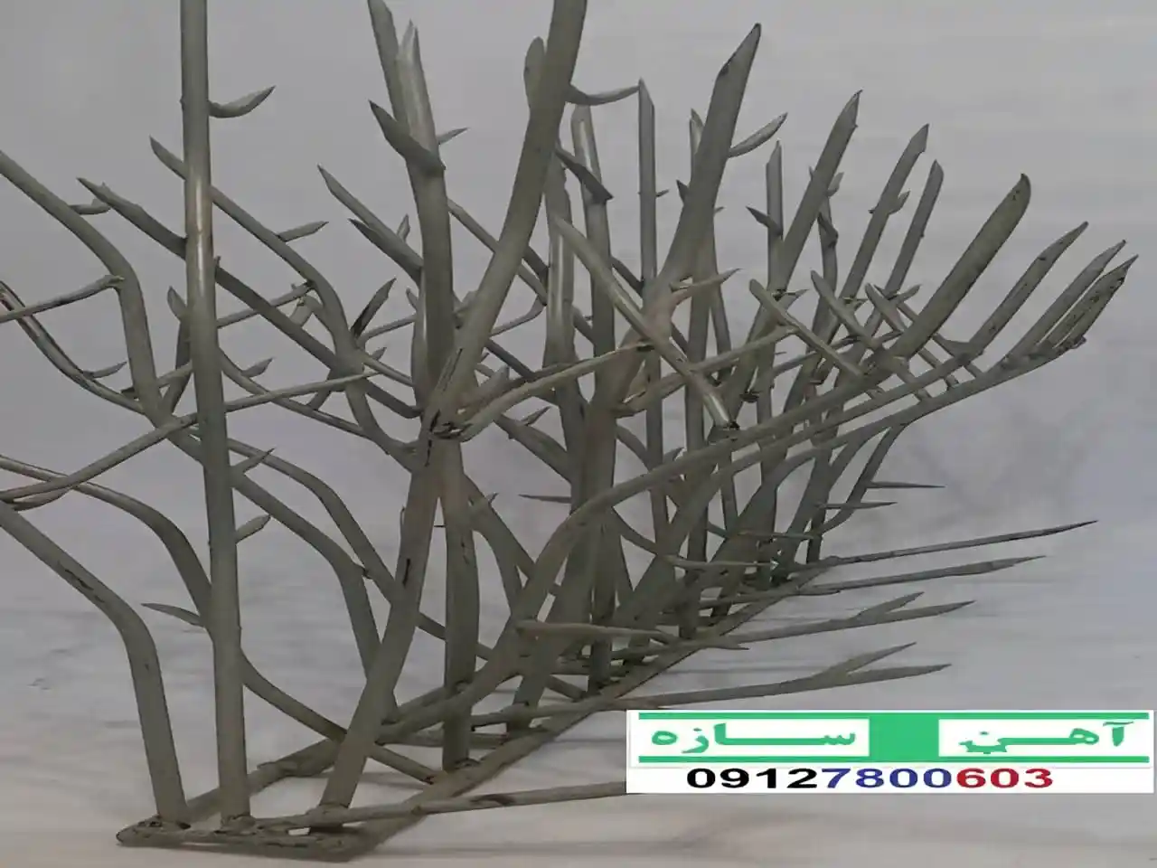 قیمت خرید حفاظ شاخ گوزنی حفاظ بوته ای خار حفاظ لیلیوم