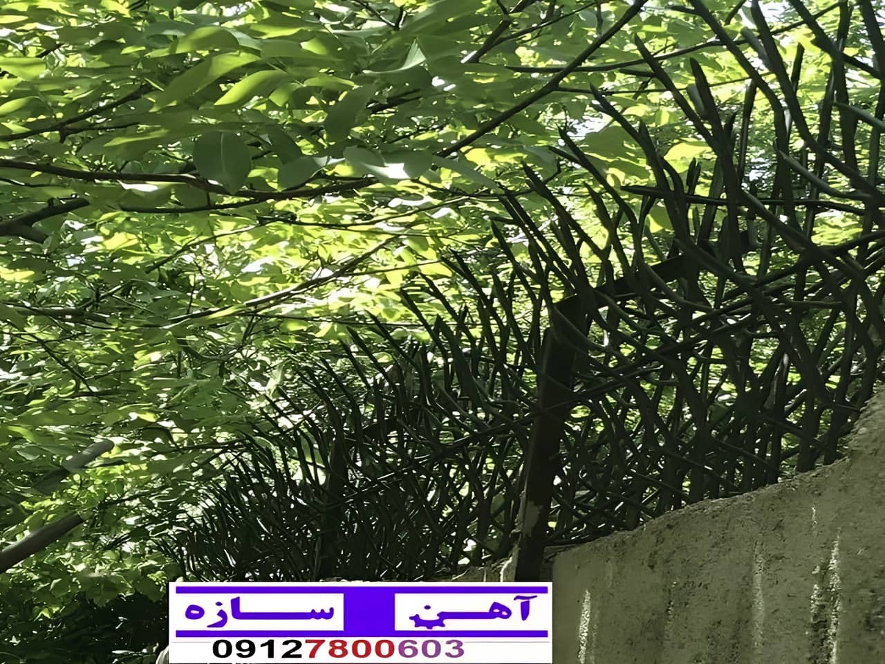 قیمت خرید حفاظ شاخ گوزنی حفاظ بوته ای خار حفاظ لیلیوم