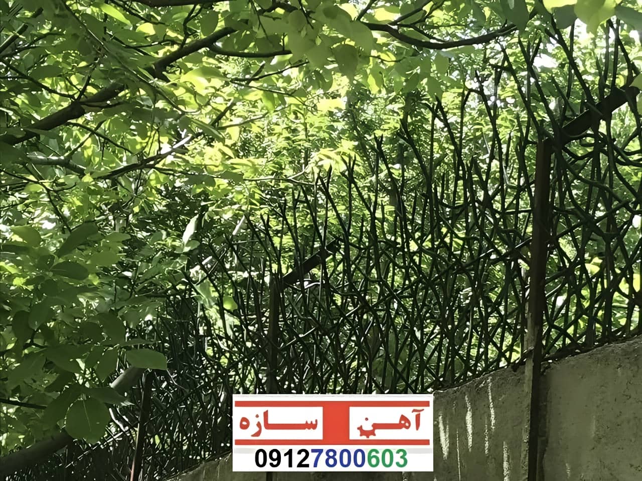 قیمت خرید حفاظ شاخ گوزنی حفاظ بوته ای خار حفاظ لیلیوم