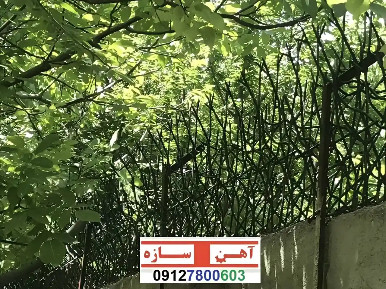 قیمت خرید حفاظ شاخ گوزنی حفاظ بوته ای خار حفاظ لیلیوم