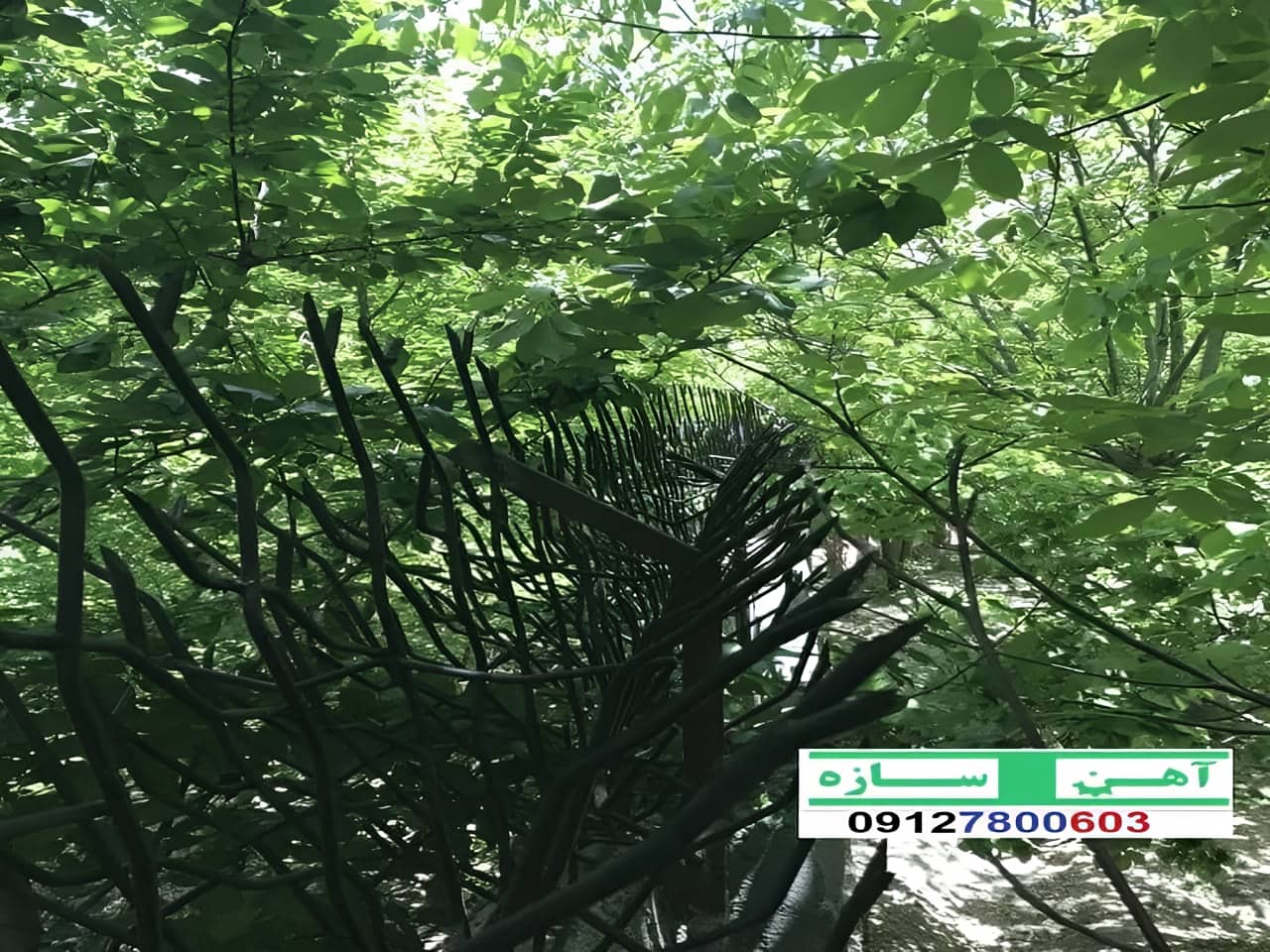 قیمت خرید حفاظ شاخ گوزنی حفاظ بوته ای خار حفاظ لیلیوم
