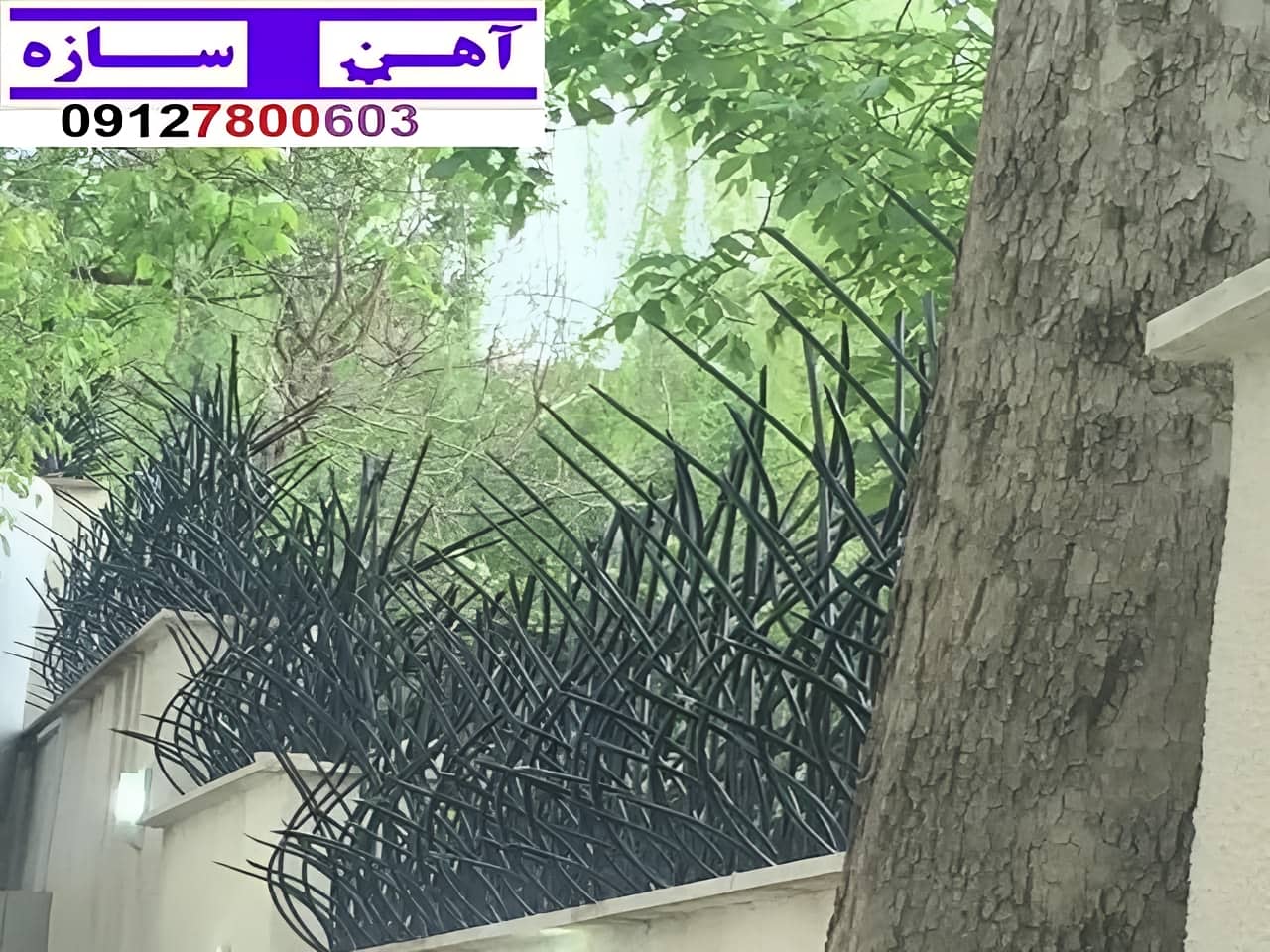 فنس حفاظ روی دیوار شاخ گوزن بوته خار لیلیومی