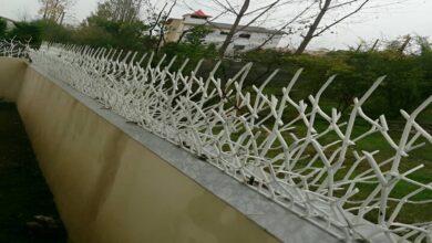 حفاظ شاخ گوزنی کرج
