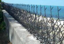رنگ مناسب حفاظ شاخ گوزنی