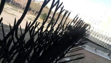 فروشگاه طرح های شیک حفاظ شاخ گوزنی