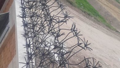 حفاظ نخل مرداب 8
