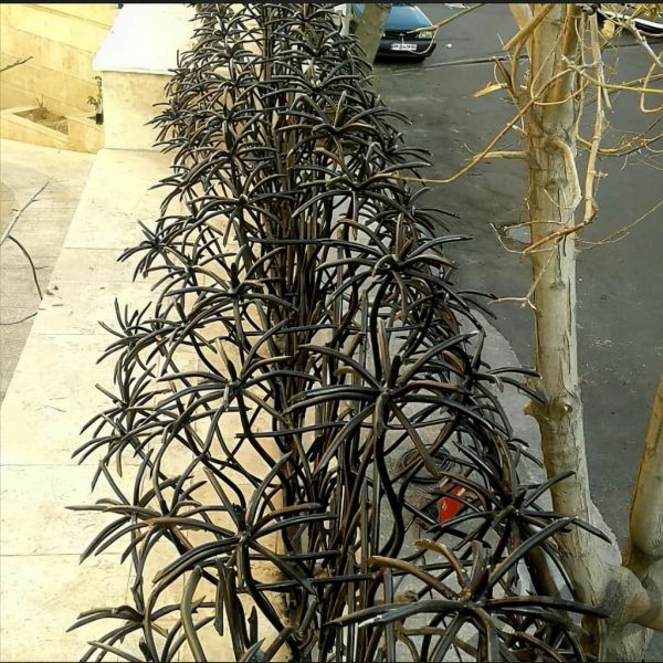 خرید حفاظ نخل مرداب