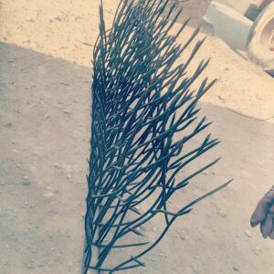 حفاظ شاخ گوزنی در آمل