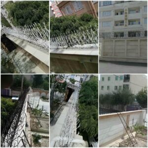 حفاظ شاخ گوزنی در قزوین