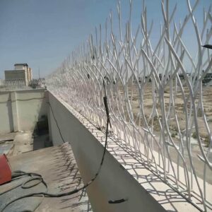حفاظ شاخ گوزنی در قم