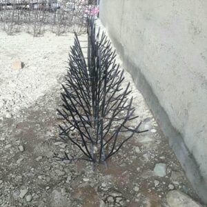 حفاظ شاخ گوزنی در کیش