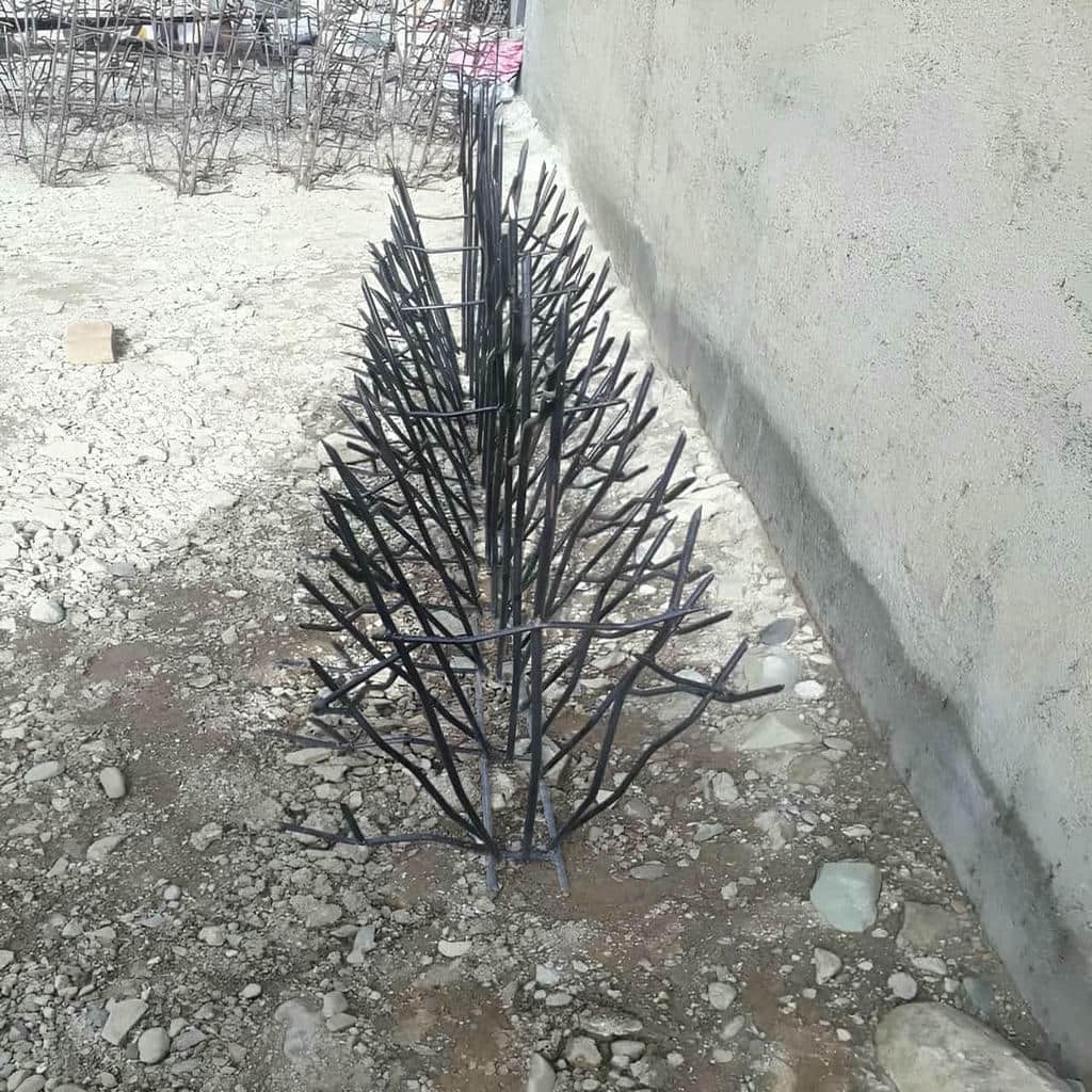 حفاظ شاخ گوزنی در بندرعباس