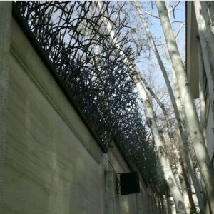 حفاظ شاخ گوزنی در سنندج