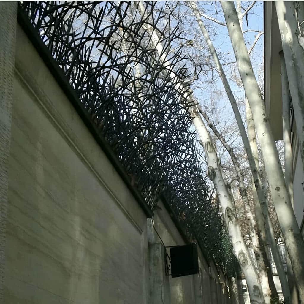 حفاظ شاخ گوزنی در سنندج