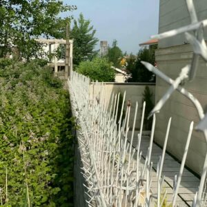 حفاظ شاخ گوزنی در بندر لنگه