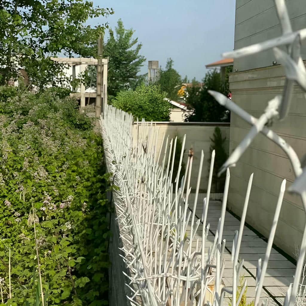 حفاظ شاخ گوزنی در بندر لنگه