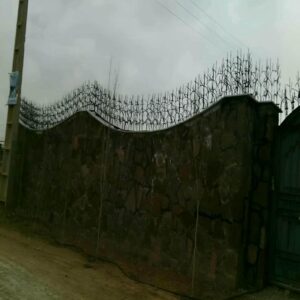 حفاظ شاخ گوزنی در چالوس