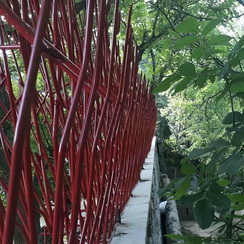 حفاظ شاخ گوزنی در کرج