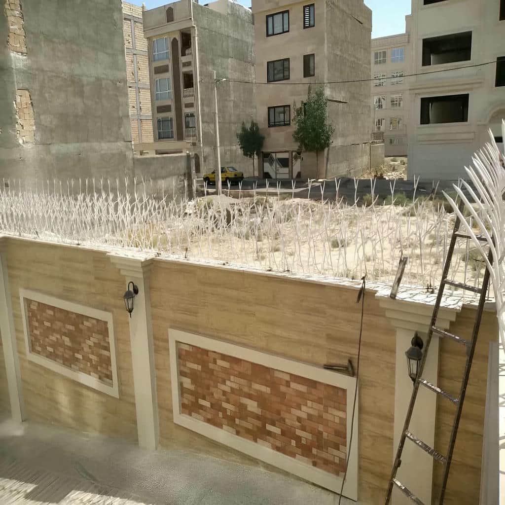 حفاظ شاخ گوزنی در چابهار