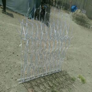 حفاظ شاخ گوزنی در قائمشهر