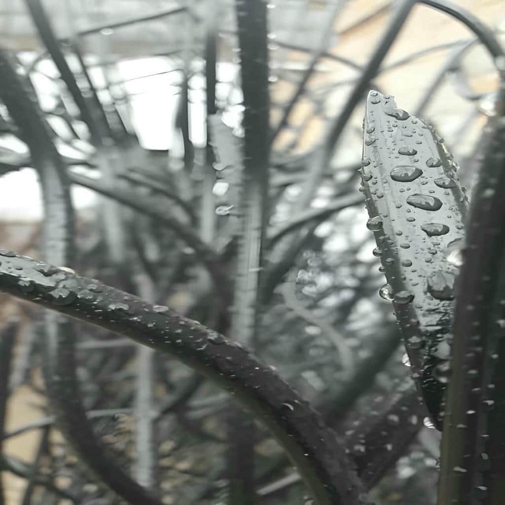 قیمت حفاظ شاخ گوزنی جلوه تزئینی در رفسنجان
