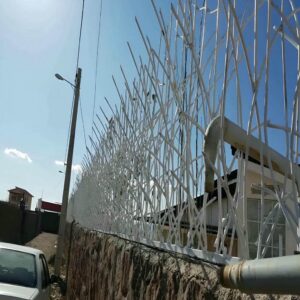 حفاظ شاخ گوزنی در کاشان