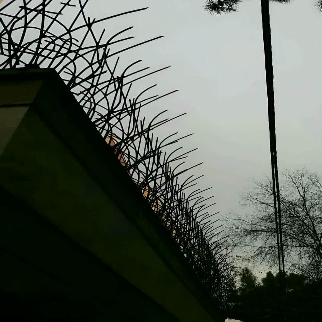 خرید حفاظ شاخ گوزنی شاخ دار در بندر انزلی